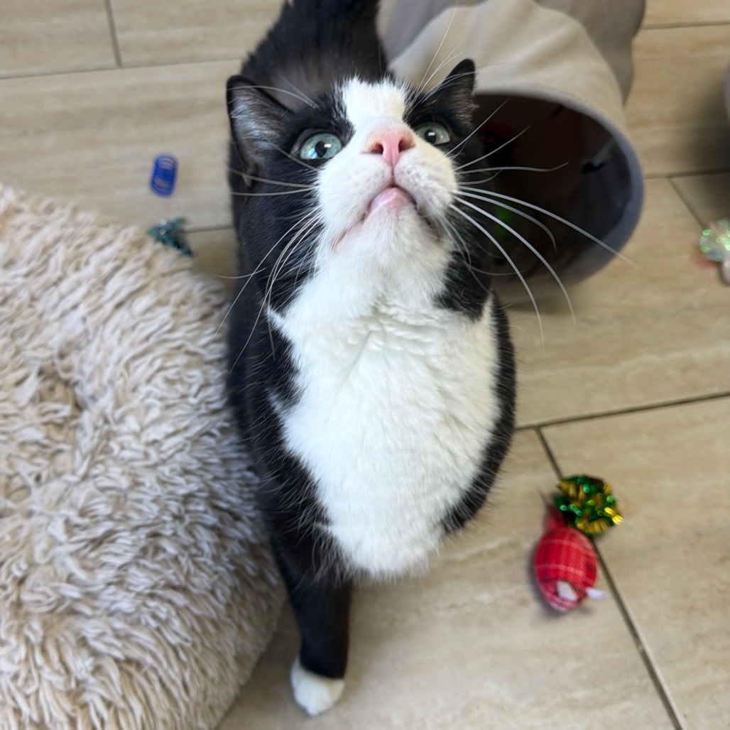 Tux, photo 4
