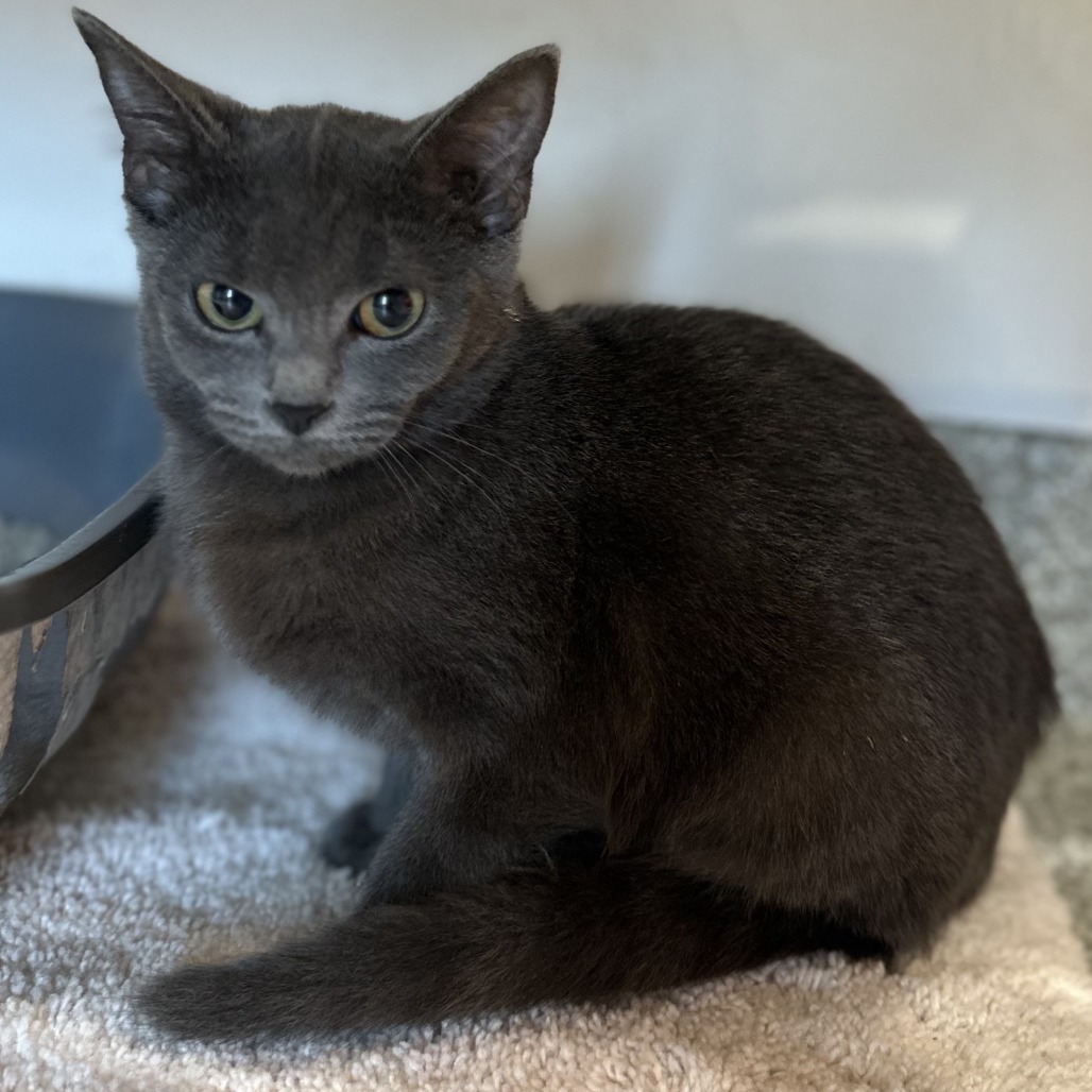 LAB - Domestic Shorthair available for adoption