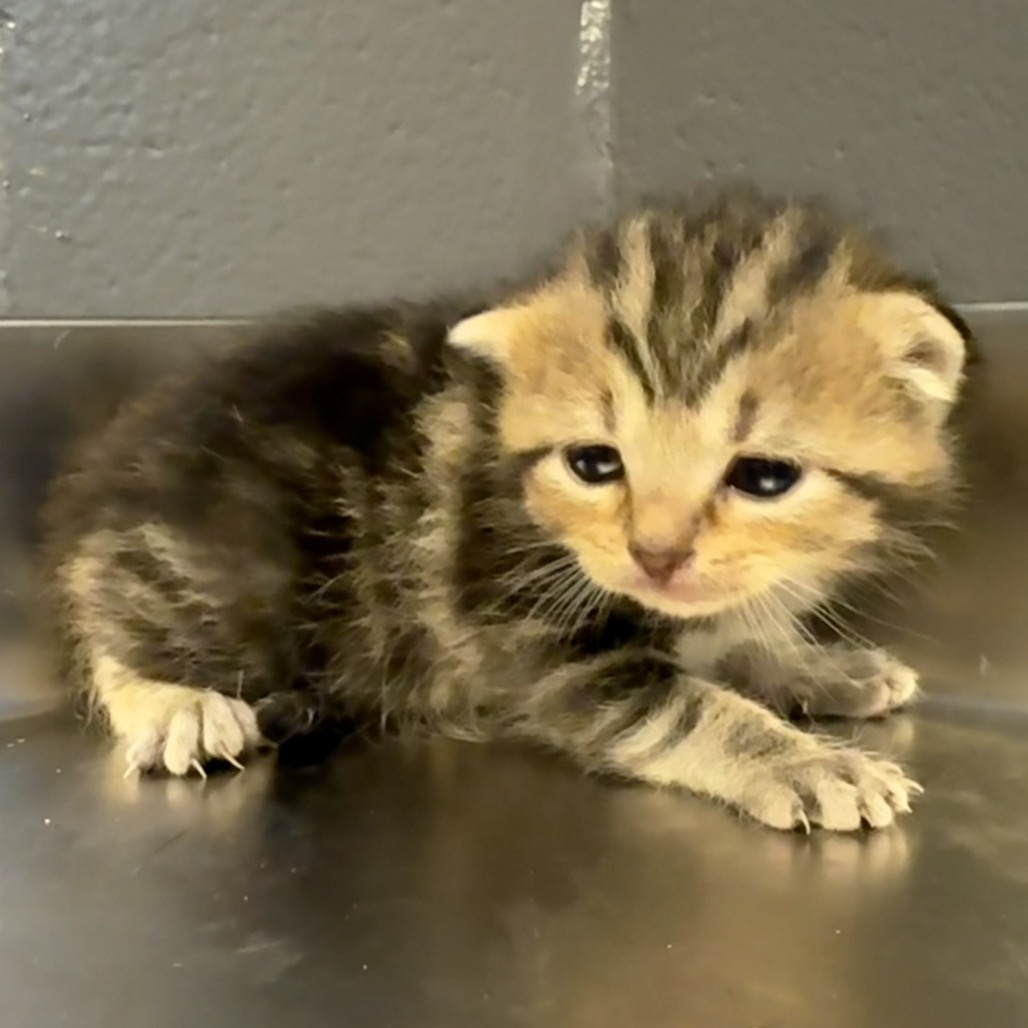 Tusc Stray 84326 2 3 4