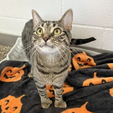 Stormy (AKA Eepy)
