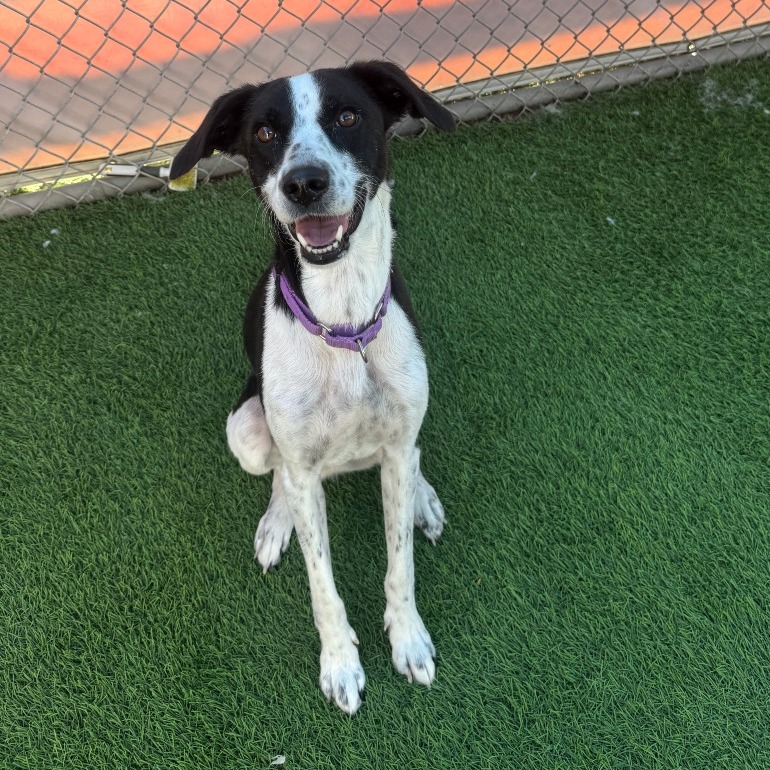 ANGEL - Mixed Breed (Medium) / Collie, Border available for adoption