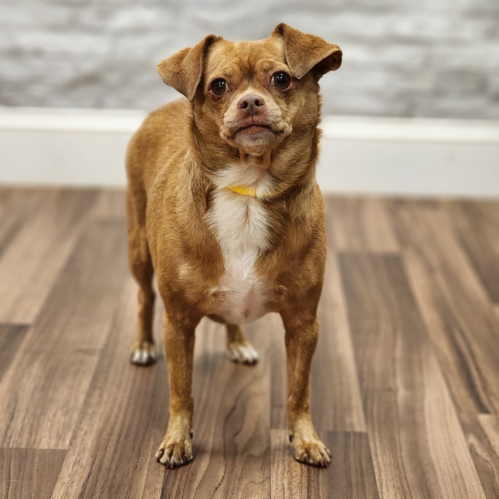Sassy, adoptable senior dog