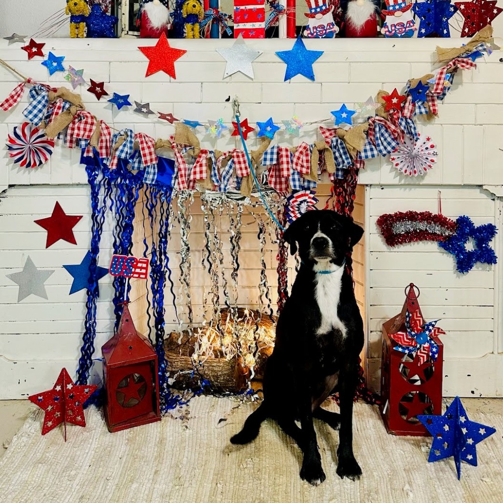 Christmas, available for adoption at PVAS