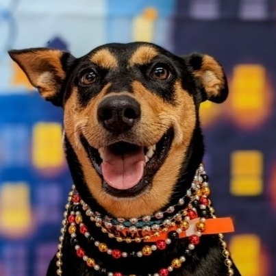 VENUS - Pinscher, Doberman / Mix available for adoption