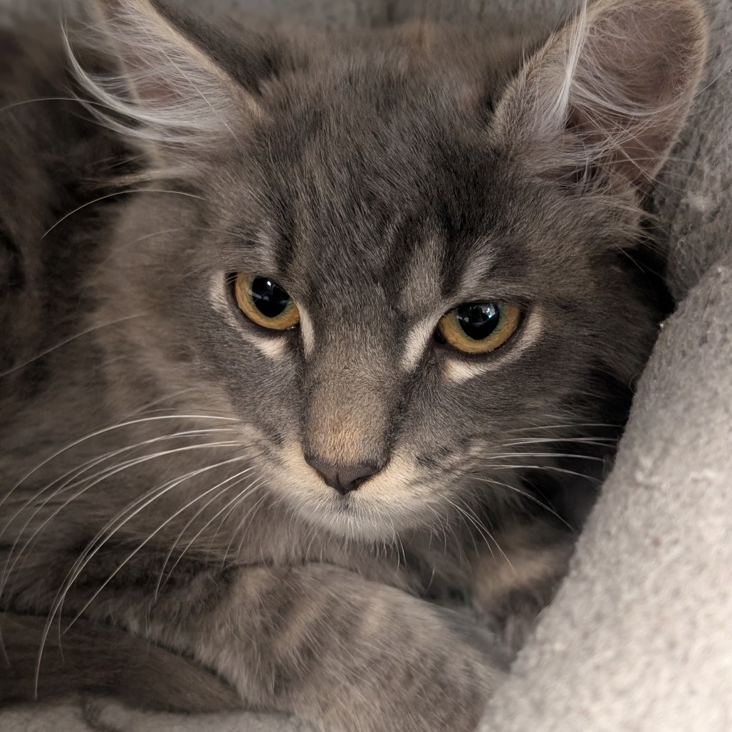 SMOKEY - Domestic Shorthair available for adoption