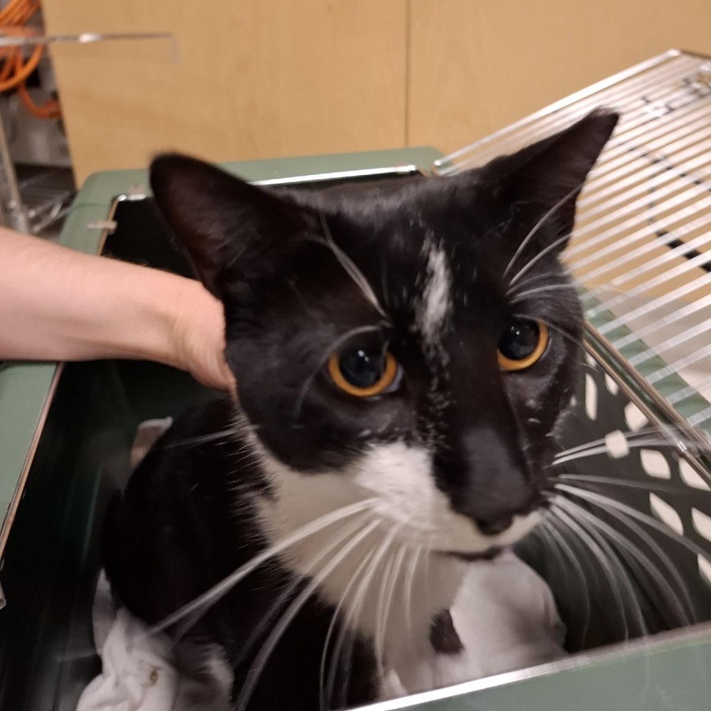 GIMLET- WORKING CAT - Domestic Shorthair available for adoption