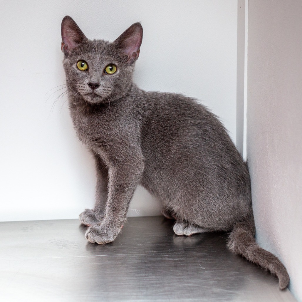 RUBIX CUBE - Domestic Shorthair available for adoption