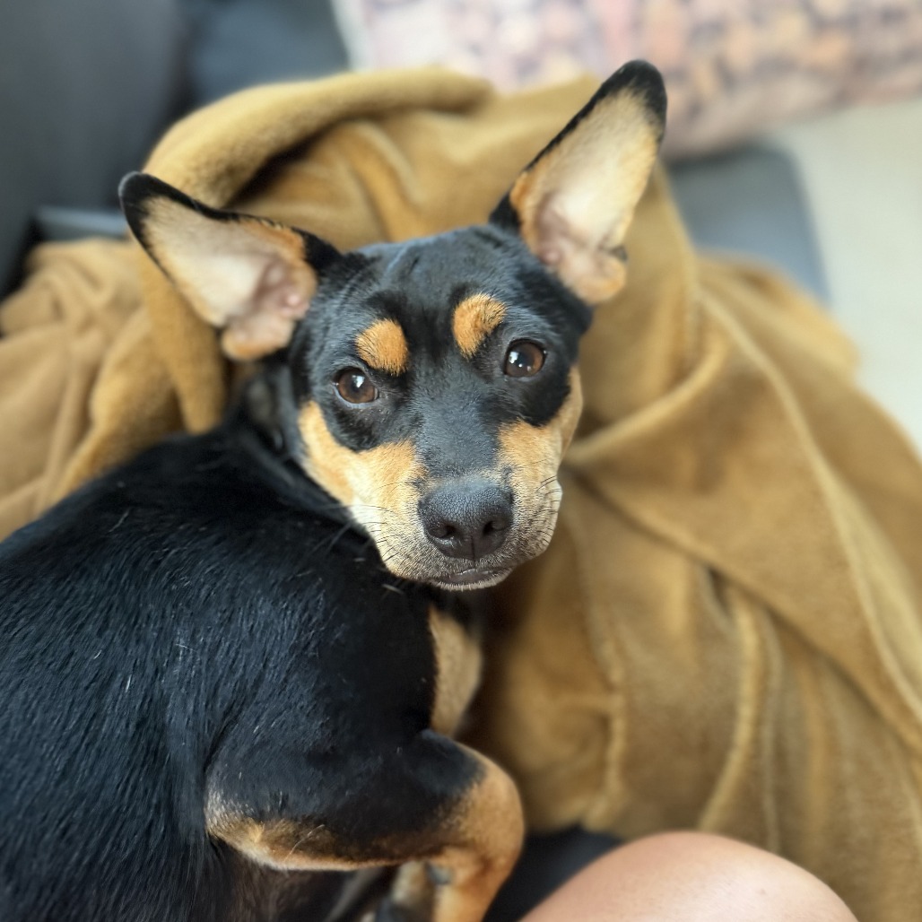 CHASE - Hound, Black and Tan Coonhound / Terrier available for adoption