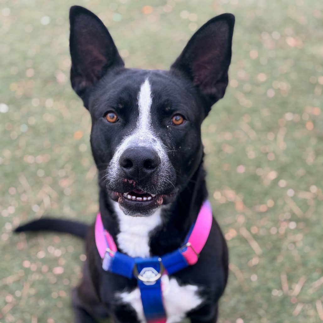 Assistant Director Kahuku — thumbnail 2