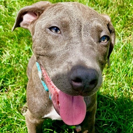 MADISON - Terrier, Pit Bull / Mixed Breed (Medium) available for adoption