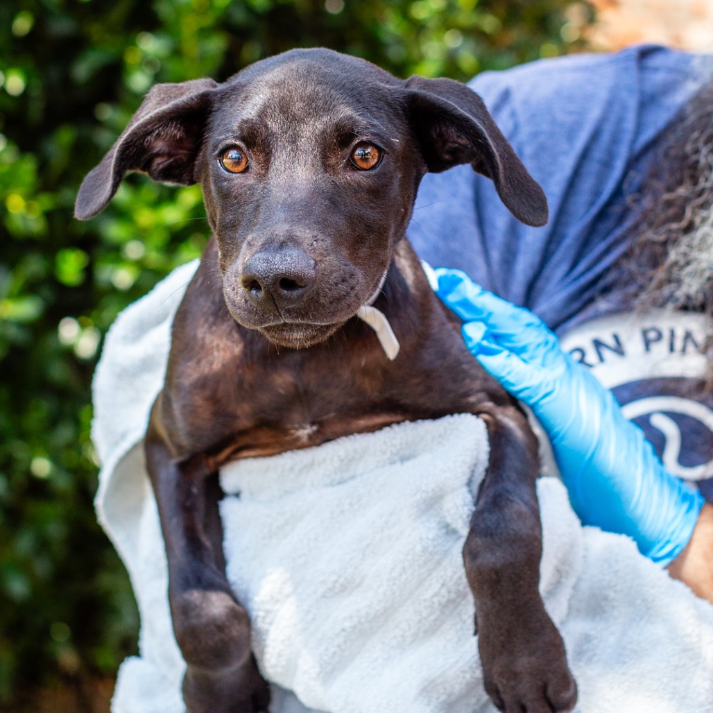 NIGEL - Retriever, Labrador / Hound, Plott available for adoption