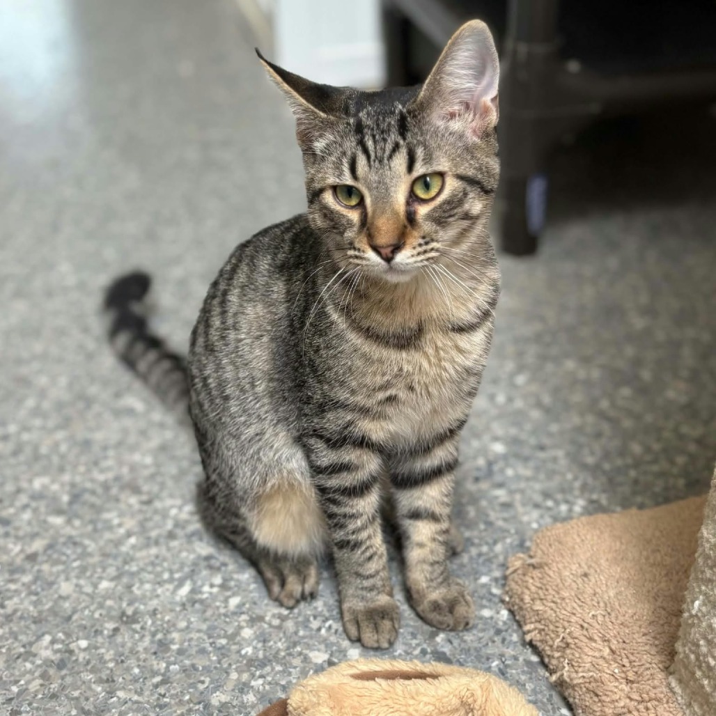 DEVON - Domestic Shorthair available for adoption