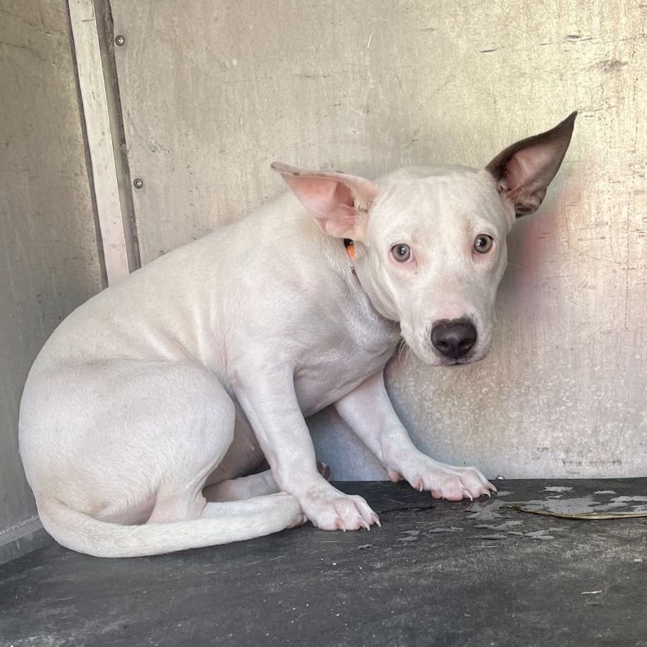 WHALE SHARK - Terrier, Pit Bull / Dachshund, Standard Smooth Haired available for adoption