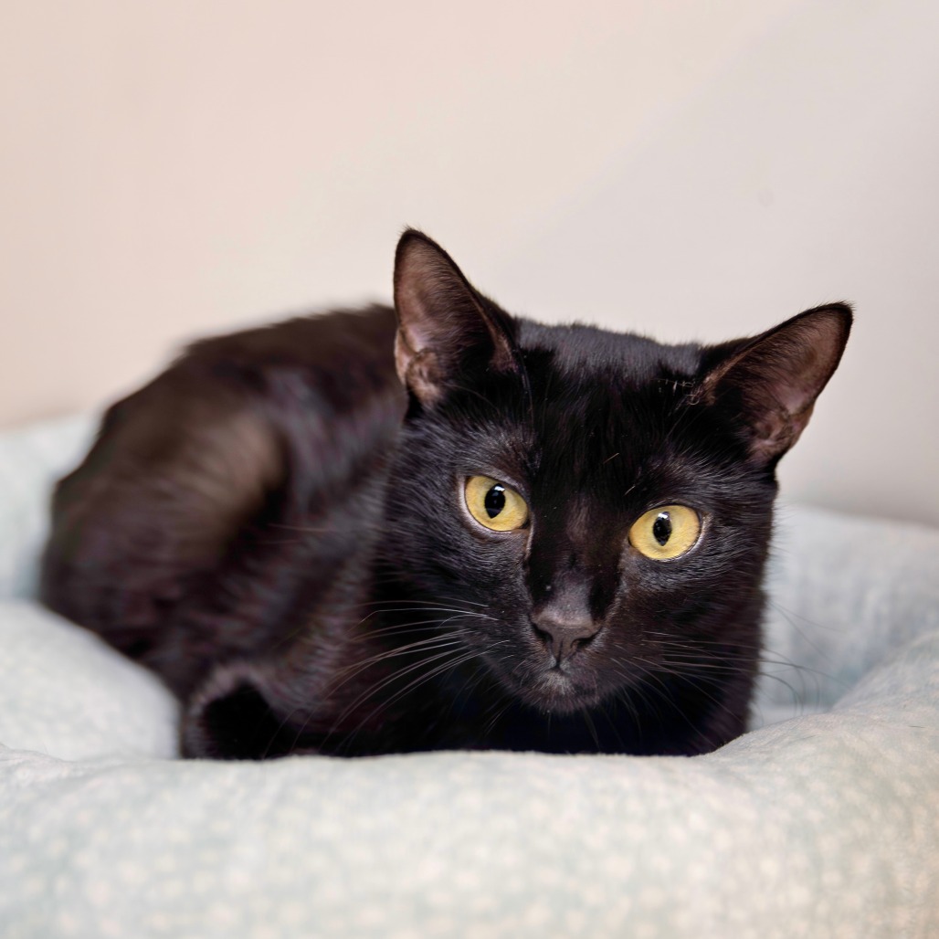 ESMERELDA - Domestic Shorthair for adoption in Henderson