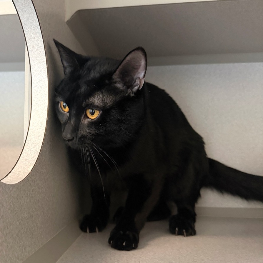 SHARPIE - Domestic Shorthair available for adoption