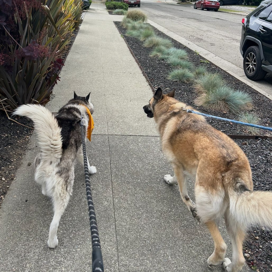 Echo — thumbnail 4