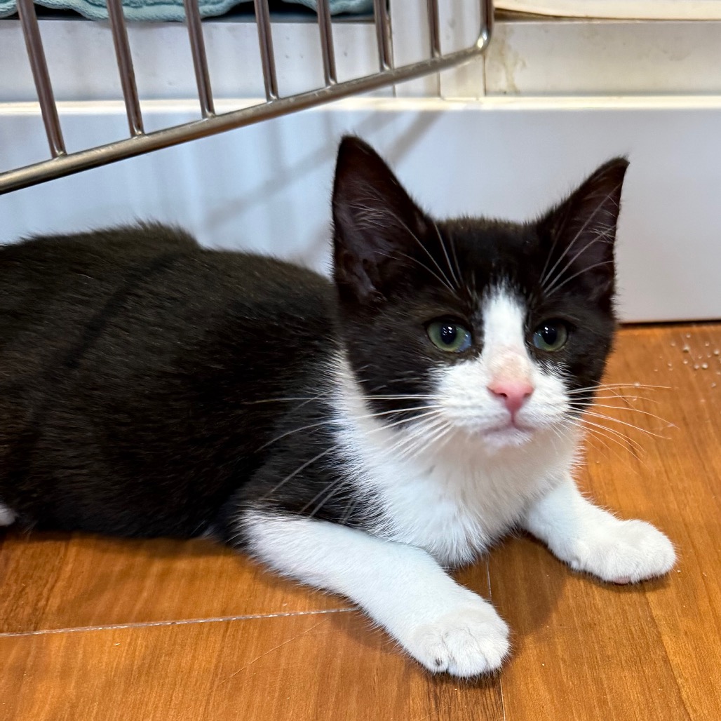 KRISPY KREME - Domestic Shorthair available for adoption