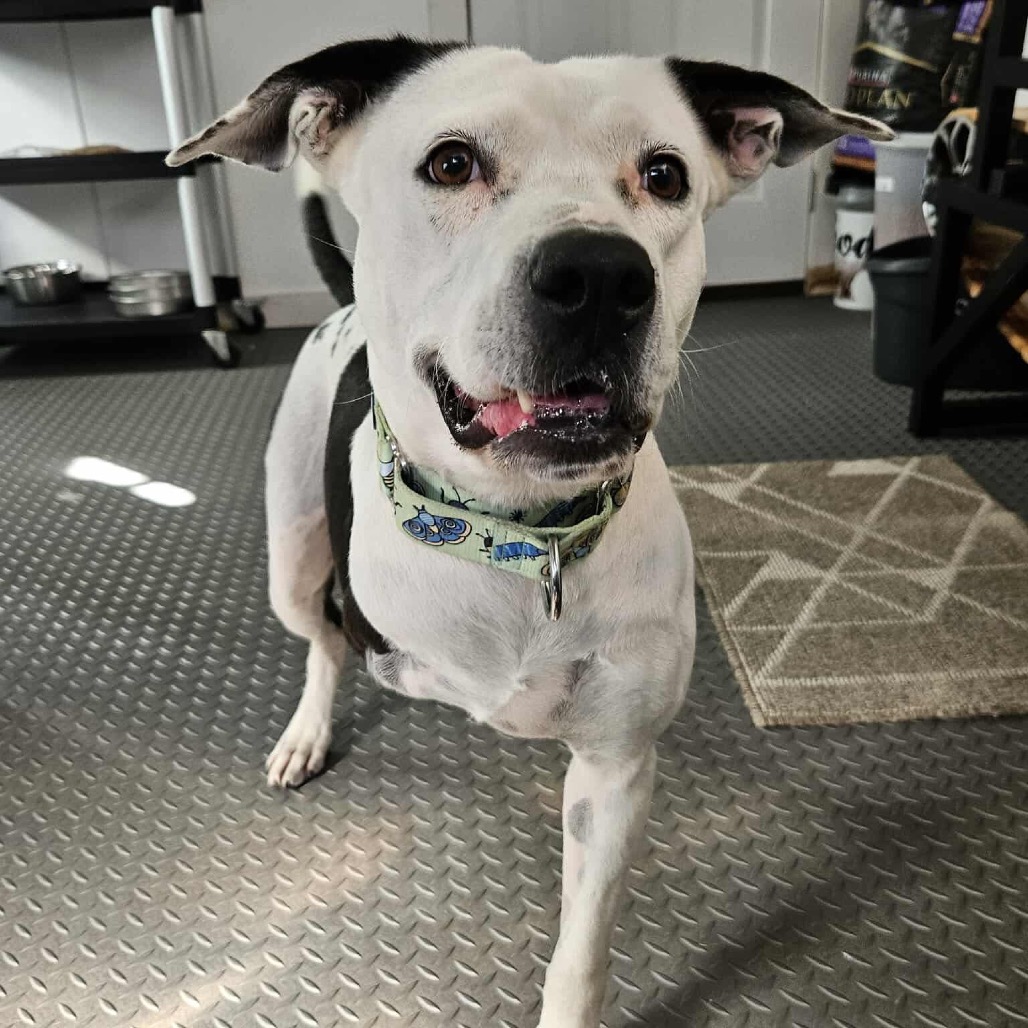 Skipper, photo 12