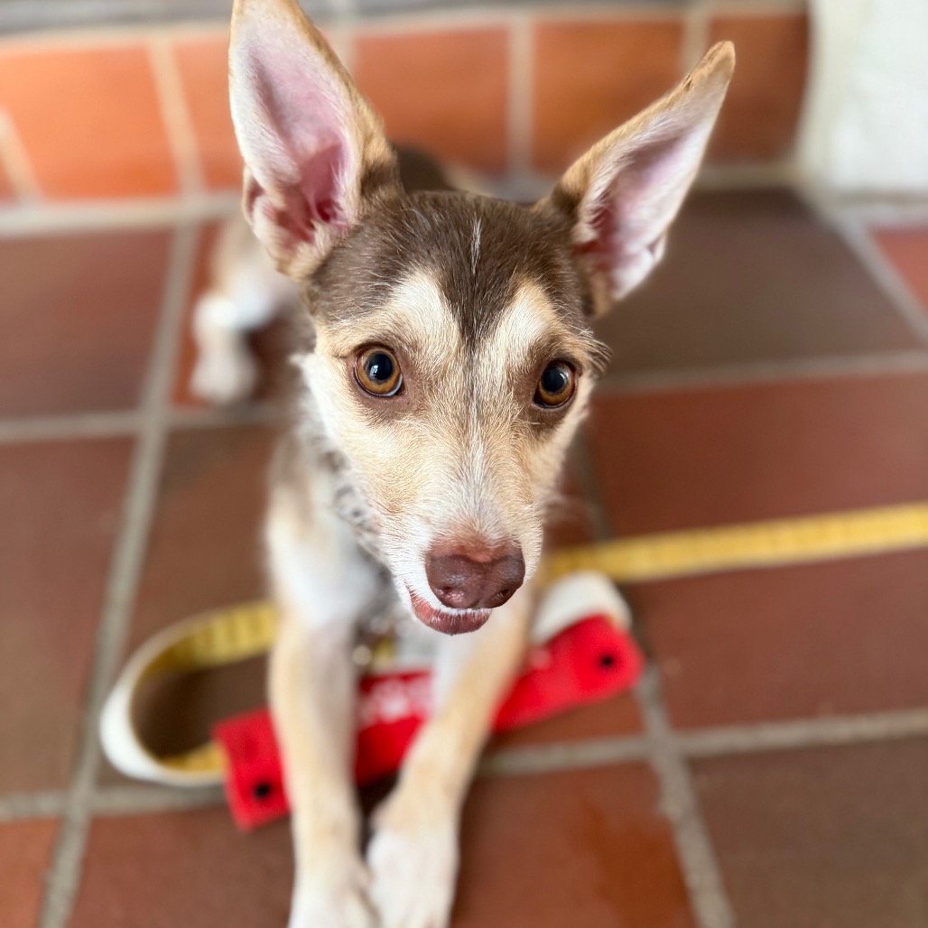 Milo, photo 5
