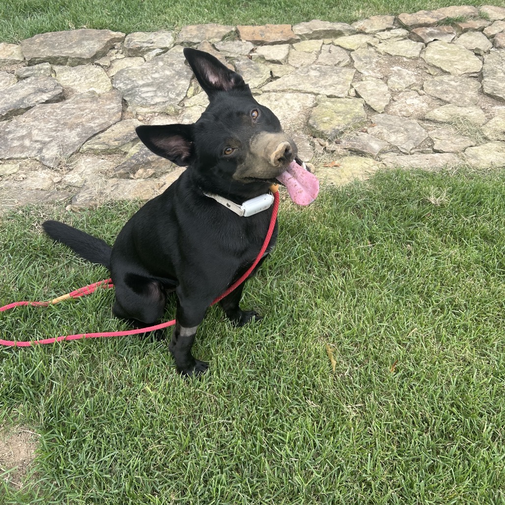 Jet, photo 11