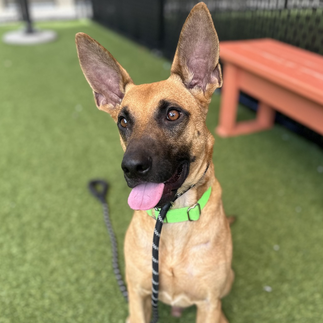 MONGO - Mixed Breed (Medium) available for adoption