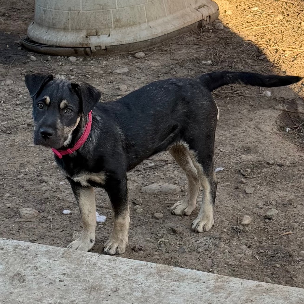 Atlas — thumbnail 2