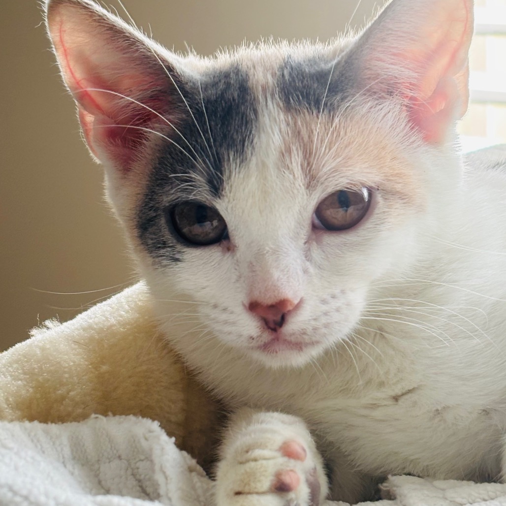 ALICENT - Domestic Shorthair for adoption in West Jordan