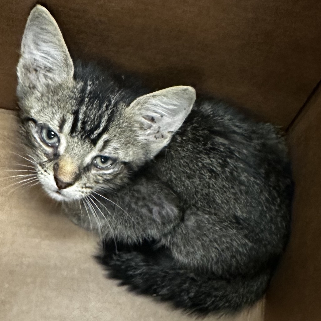 LIZARD - Domestic Shorthair available for adoption