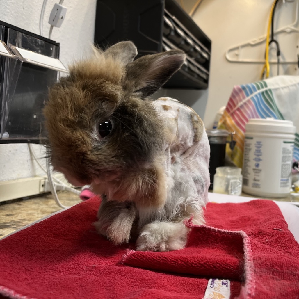 Acorn (bonded to Randi), photo 3