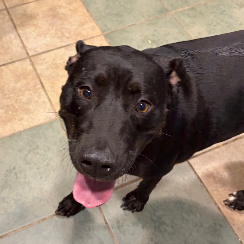 Noodle — thumbnail 9