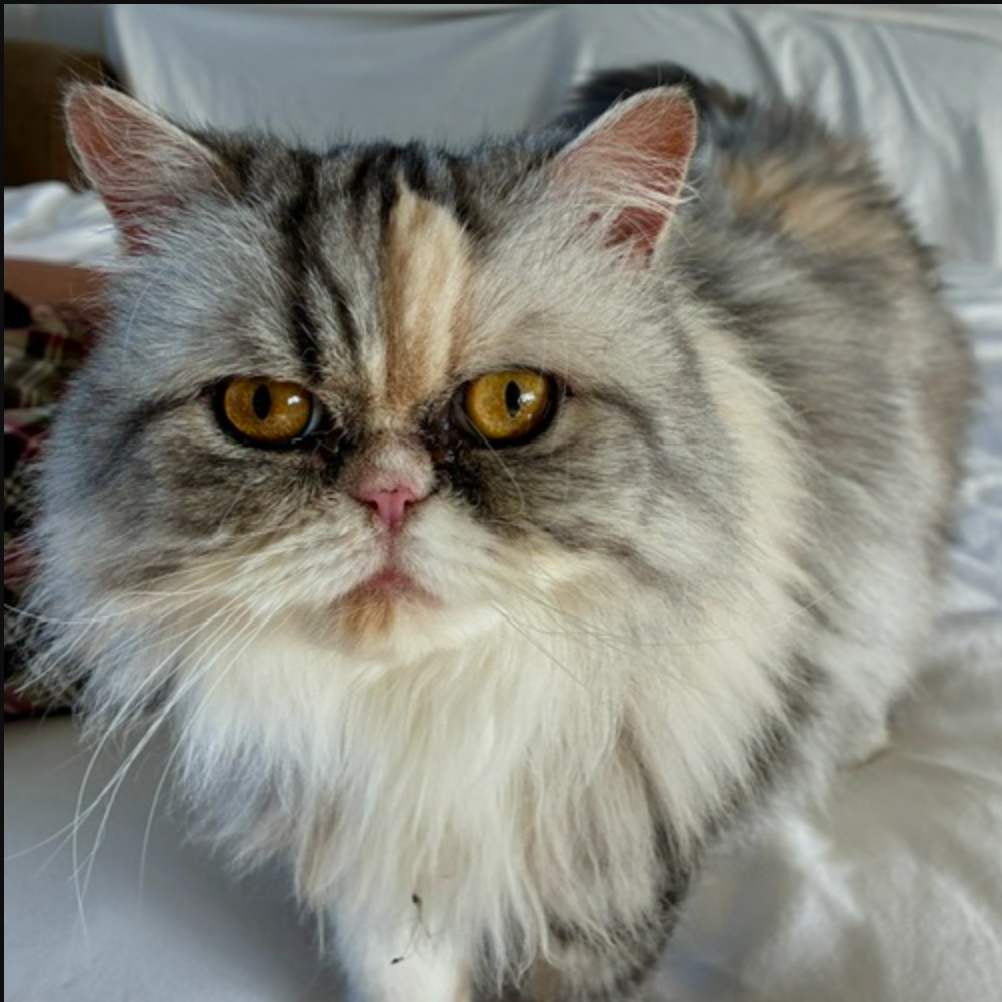 Cheech - Persian