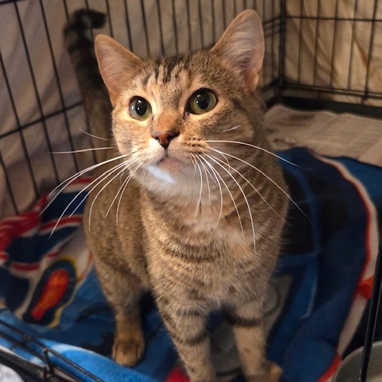 DELILAH - Domestic Shorthair available for adoption