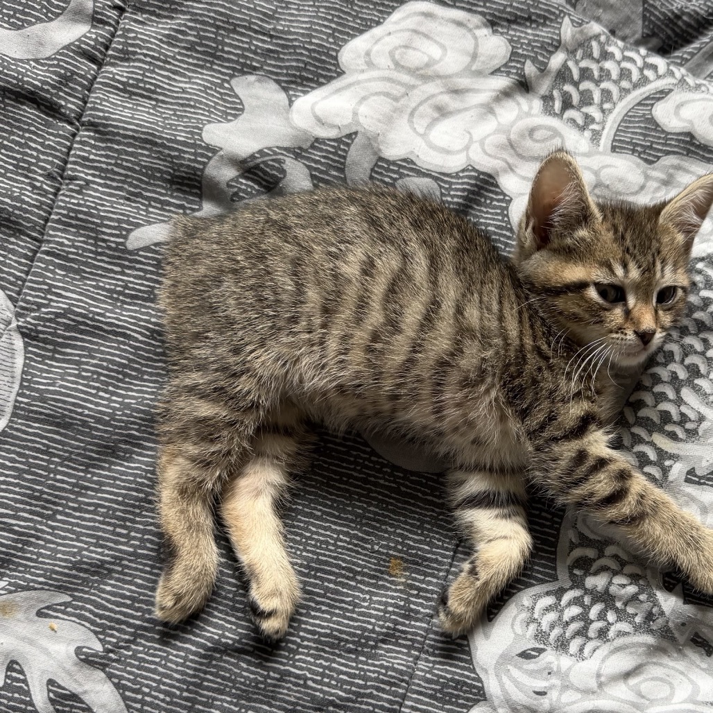 RUMPY - Manx available for adoption