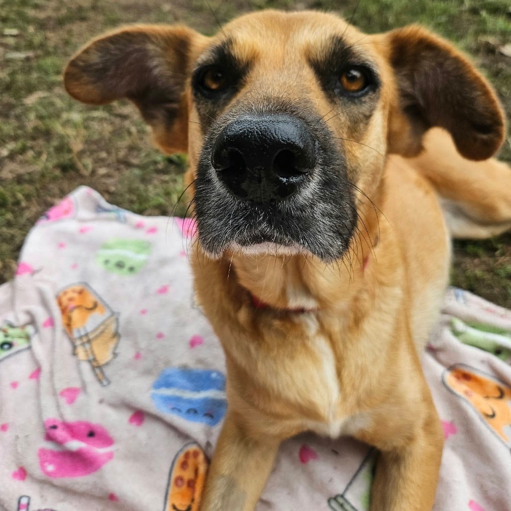 Hazel, photo 25