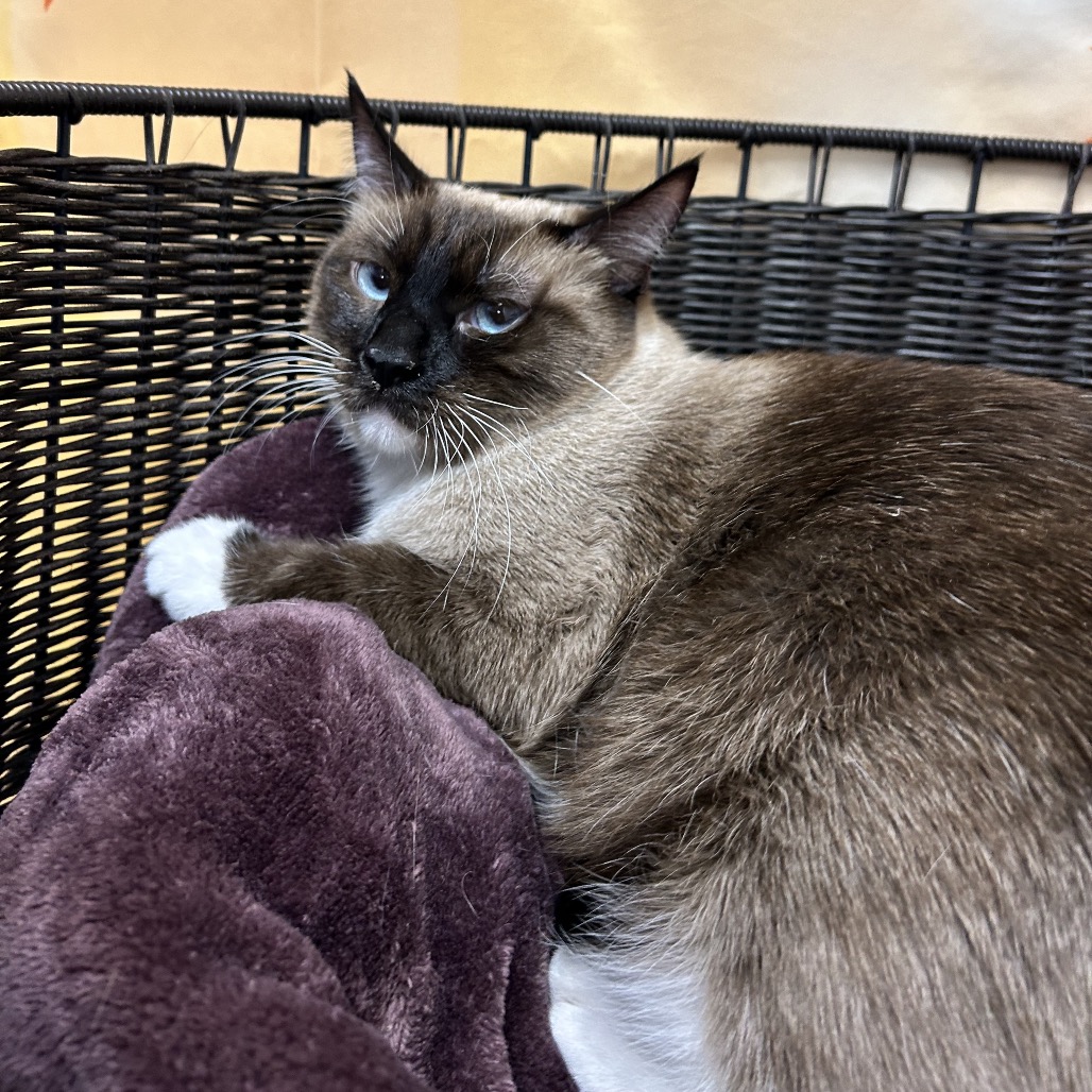 RASPBERRY TORTE - Domestic Shorthair for adoption in Henderson