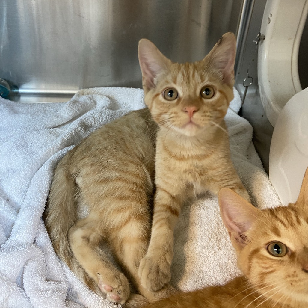 RONALDO - Domestic Shorthair available for adoption