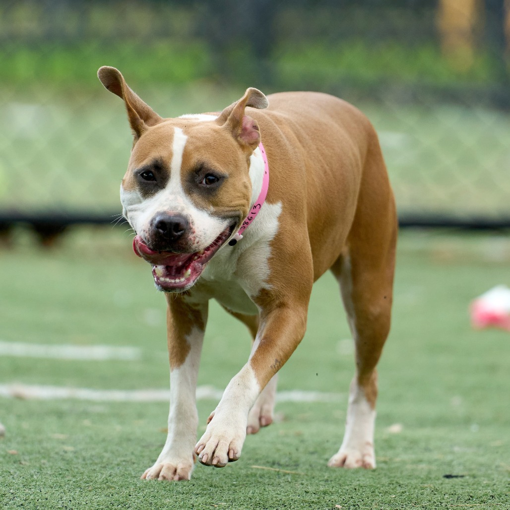 Isabella (formerly Diamond), photo 4