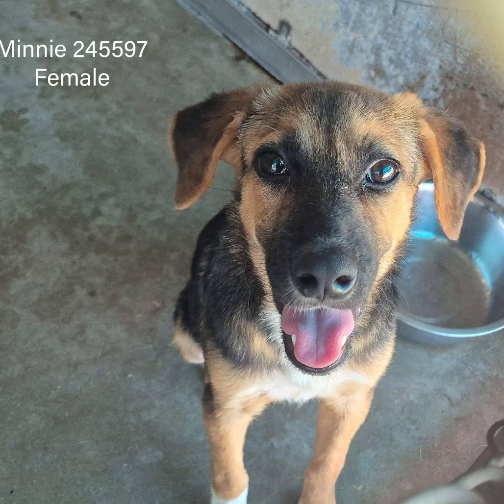 MINNIE - Shepherd available for adoption