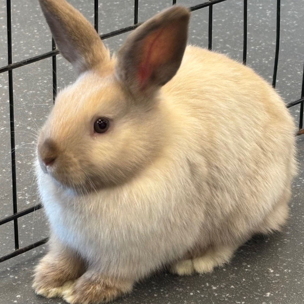 Photo of Potato 6