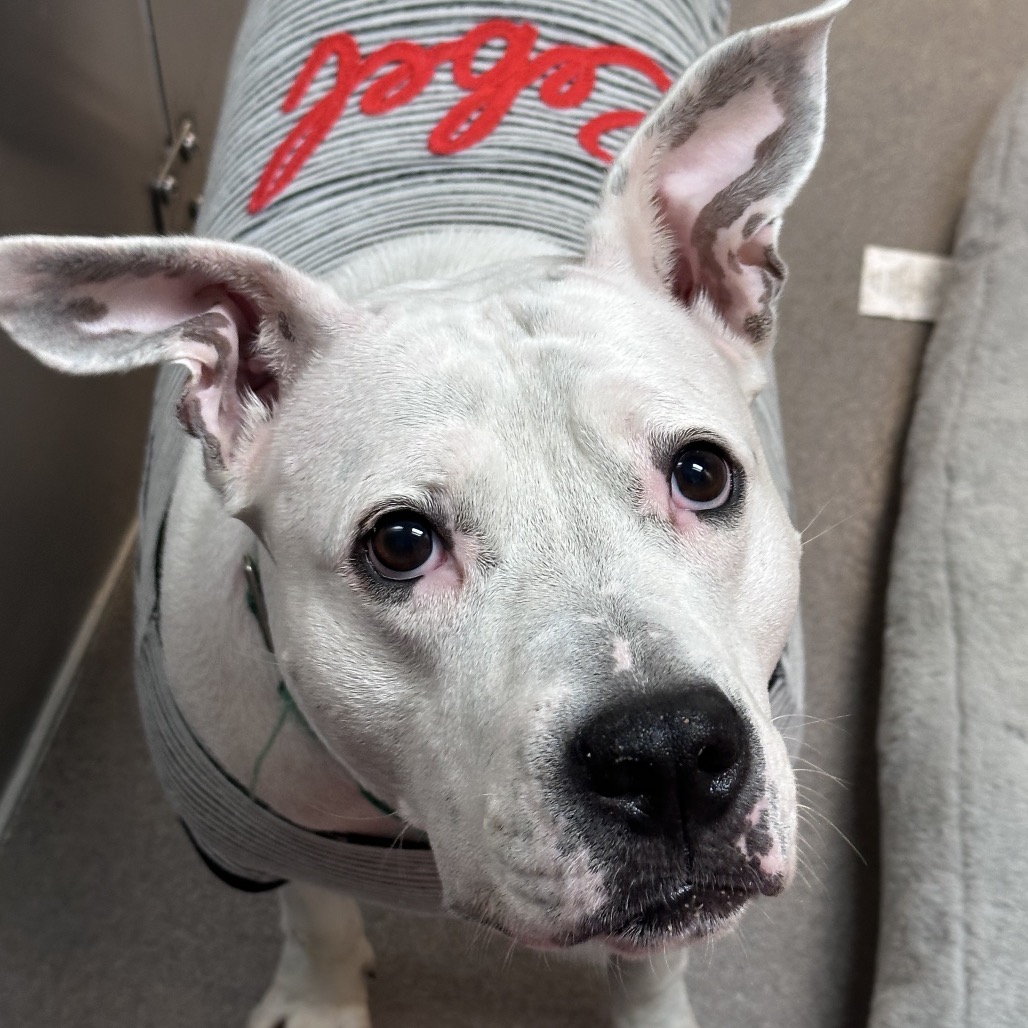 CHLOE - Terrier / American Pit Bull available for adoption