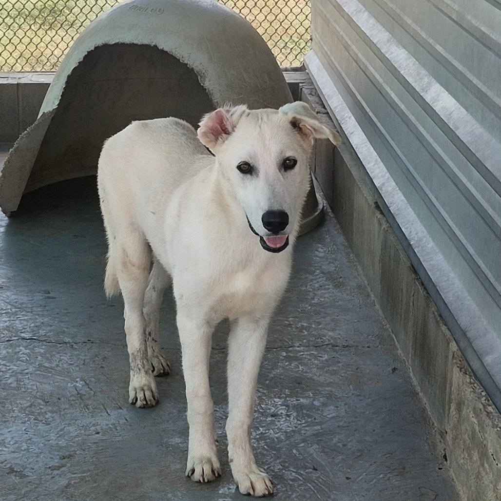 TANJIRO - Shepherd available for adoption