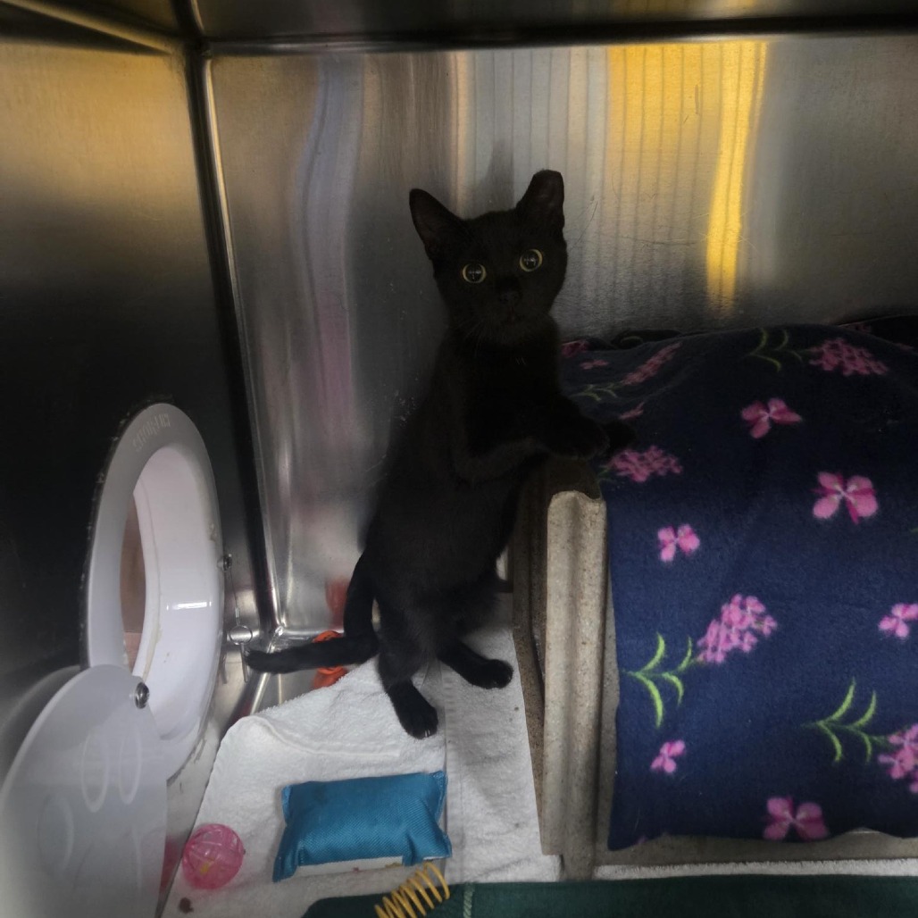 Meeko-Foster, photo 2