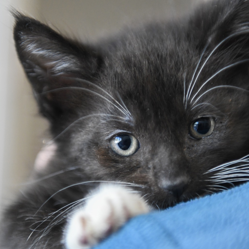 Litten - Domestic Shorthair