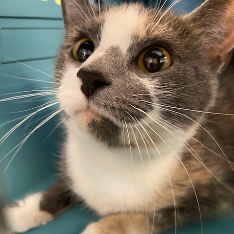 Photo of Mouse 3