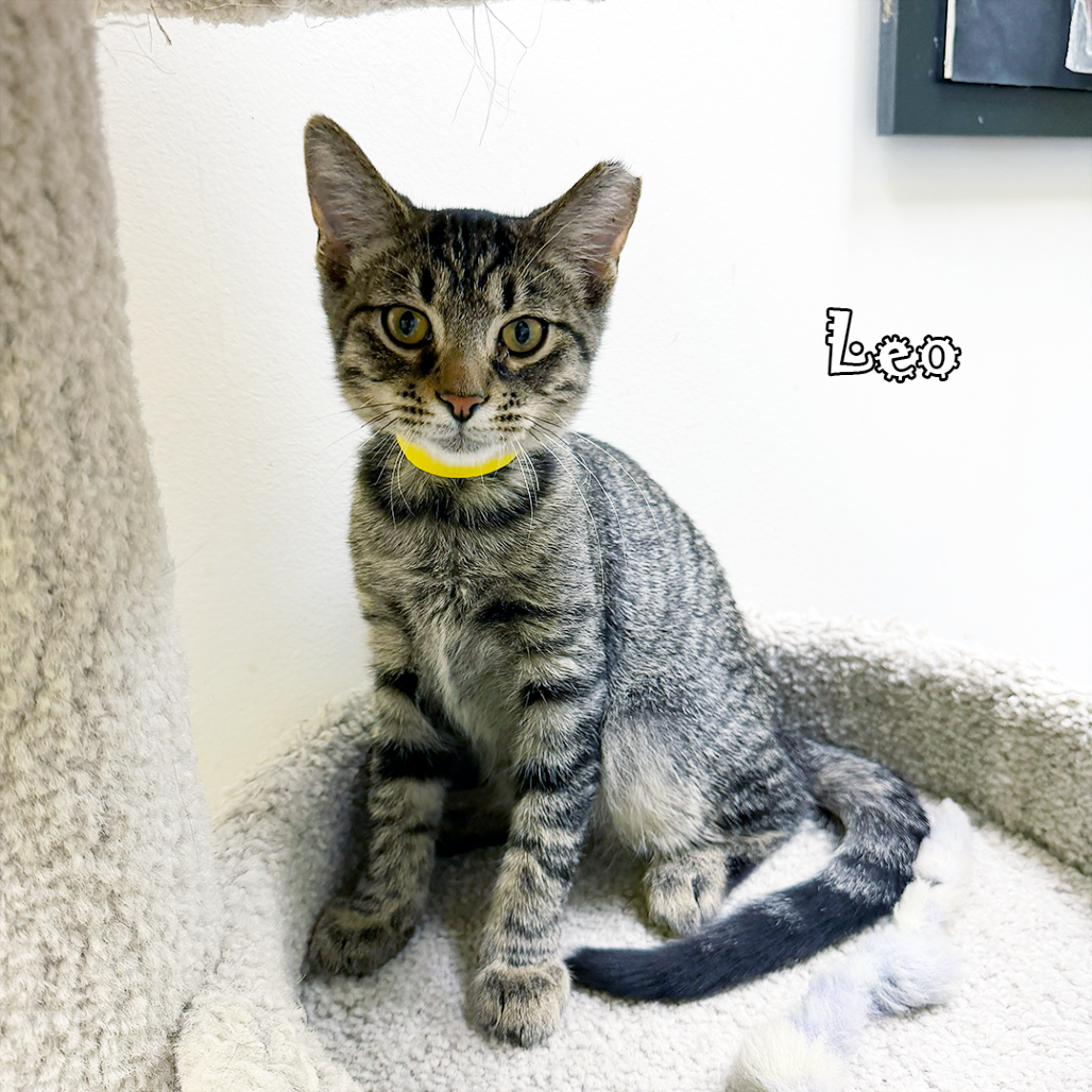 Leo, an adoptable cat