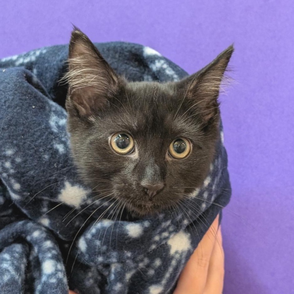JACK SHADOW - Domestic Shorthair / American Bobtail available for adoption