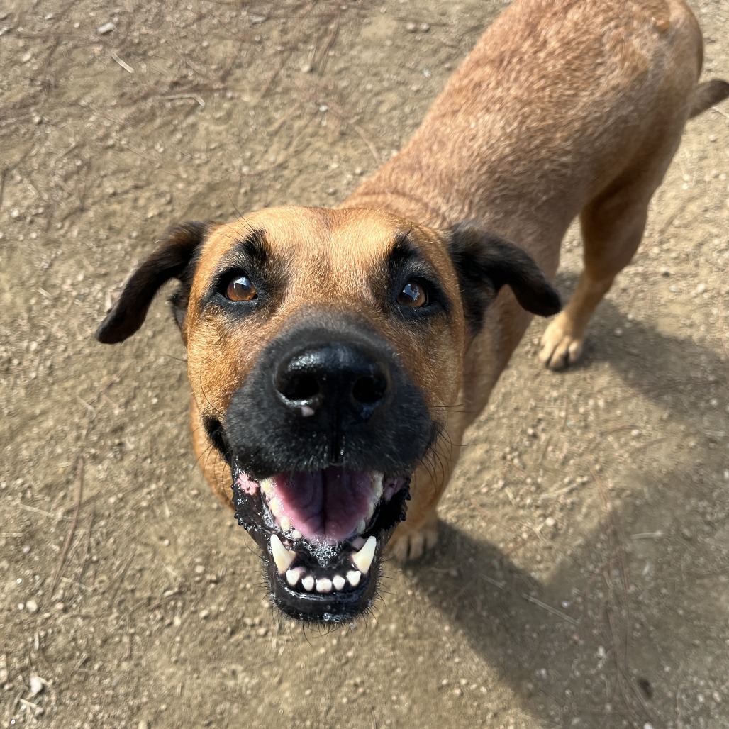 STEPHANIE - Mixed Breed (Medium) available for adoption