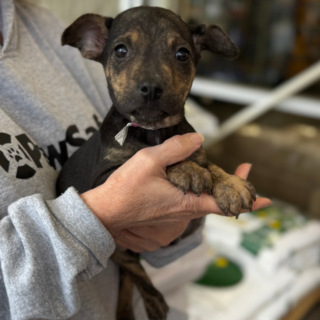 NY Sadie Apr 26 (JV Mall Spring Fest)