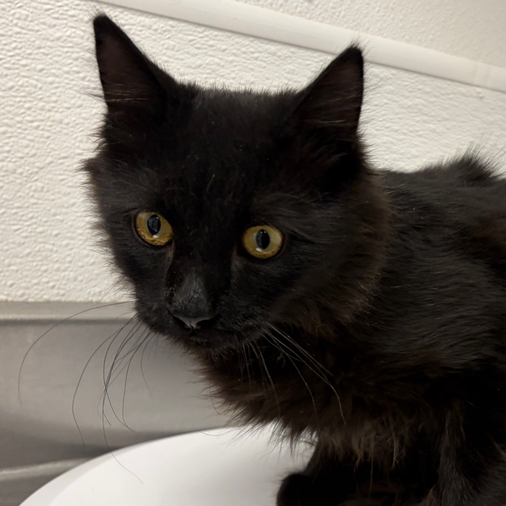 SAL'S LITTLE BROTHER - Domestic Medium Hair available for adoption