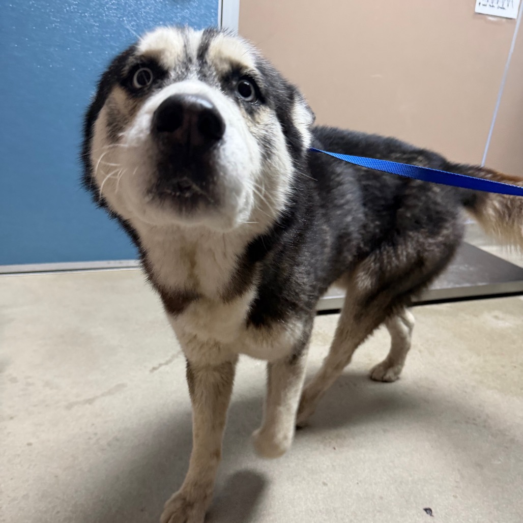 Kennel#14 Chip's preview photo